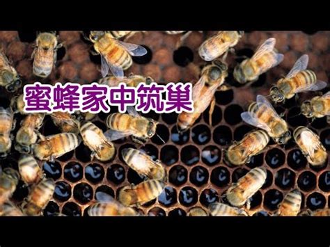 黃蜂築巢風水|【蜜蜂 築巢 風水】風水易經家有蜂巢預示 